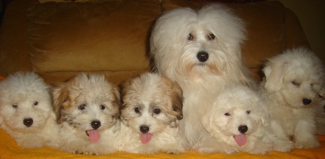 COTON DE TULEAR